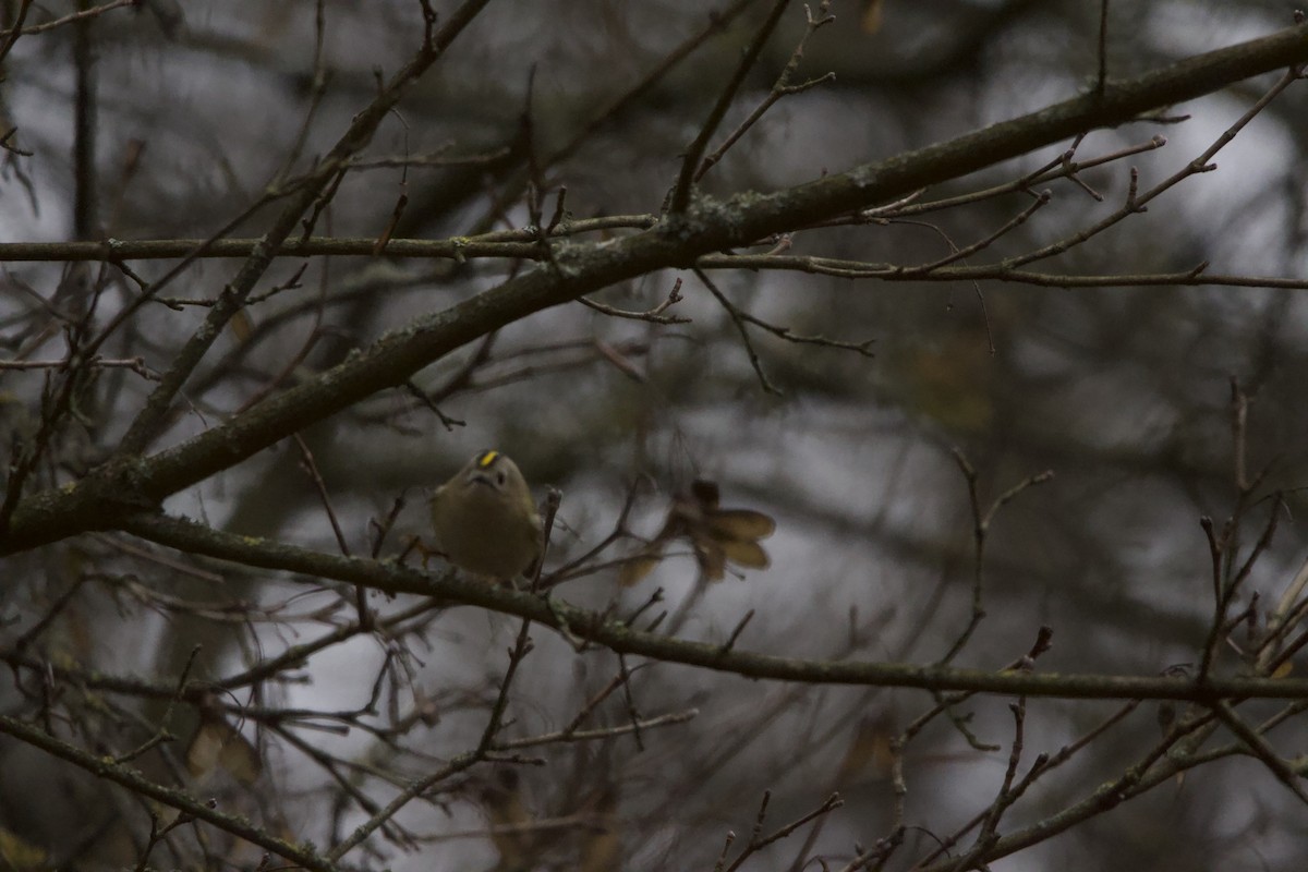 Goldcrest - ML647359802