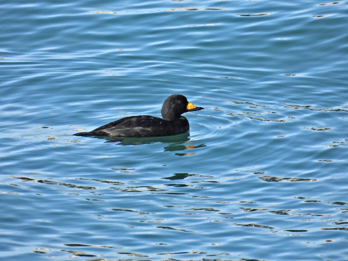 Negrón Americano - ML647359805