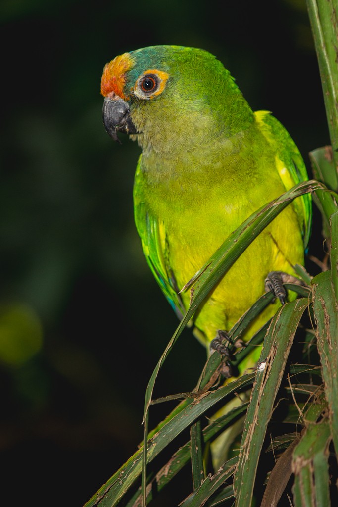Peach-fronted Parakeet - ML647359830