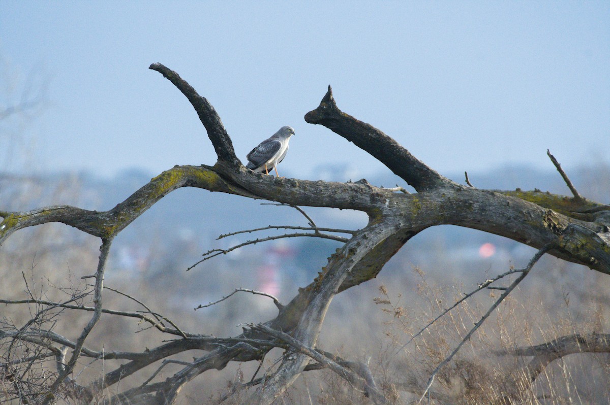 Northern Harrier - ML647359843