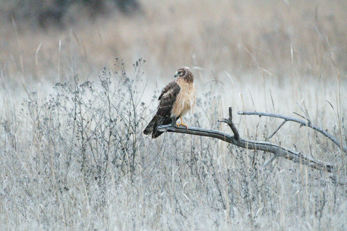 Northern Harrier - ML647359848
