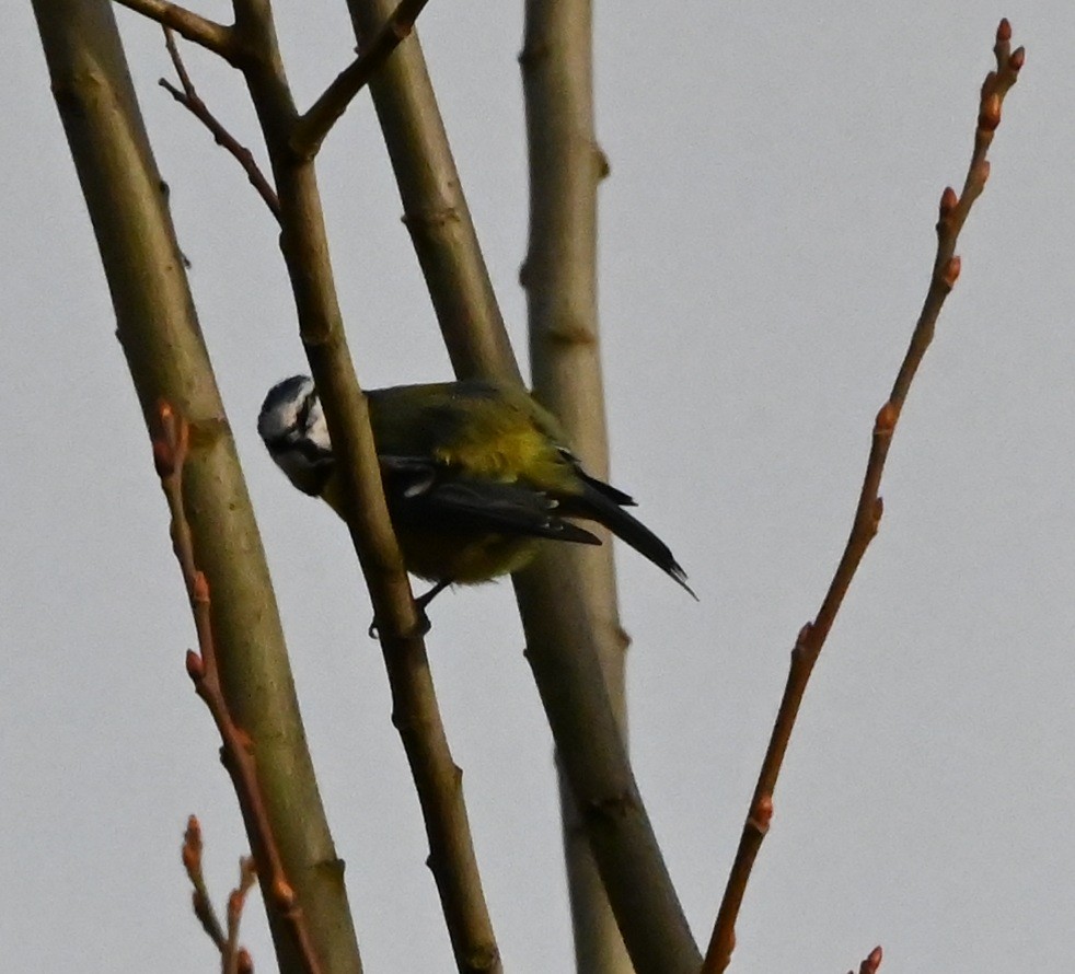 Eurasian Blue Tit - ML647359863
