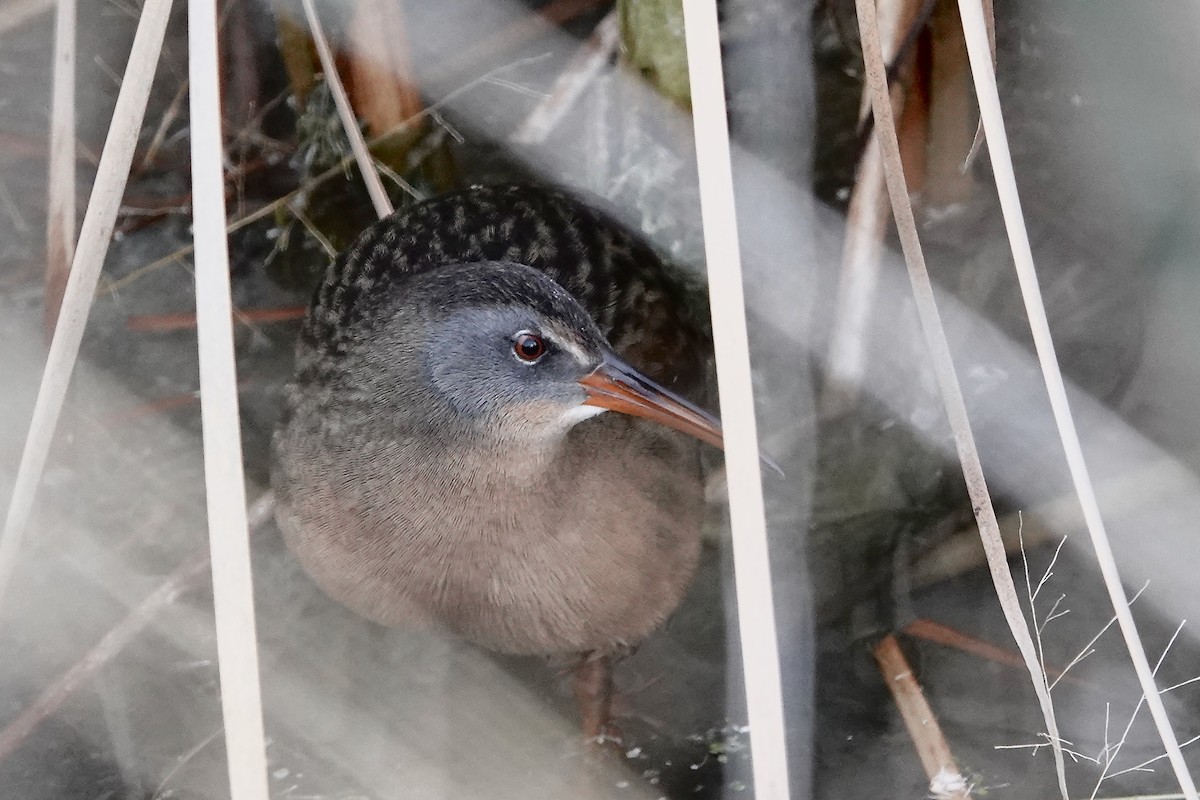 Virginia Rail - ML647359865