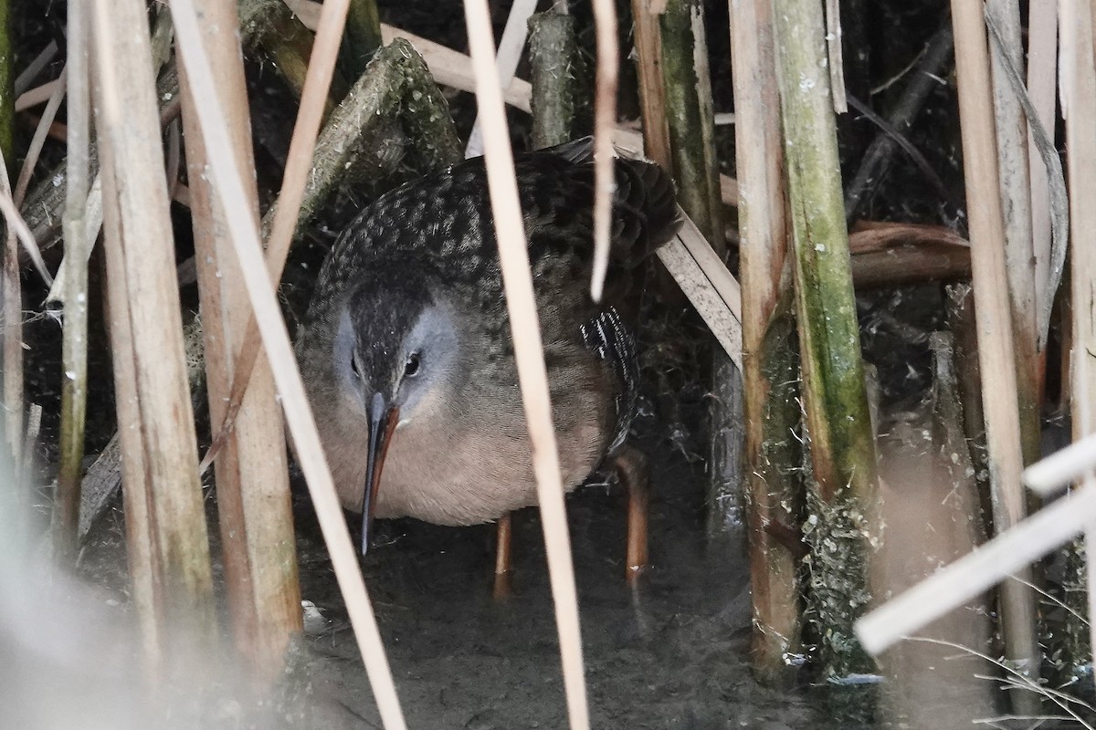 Virginia Rail - ML647359866
