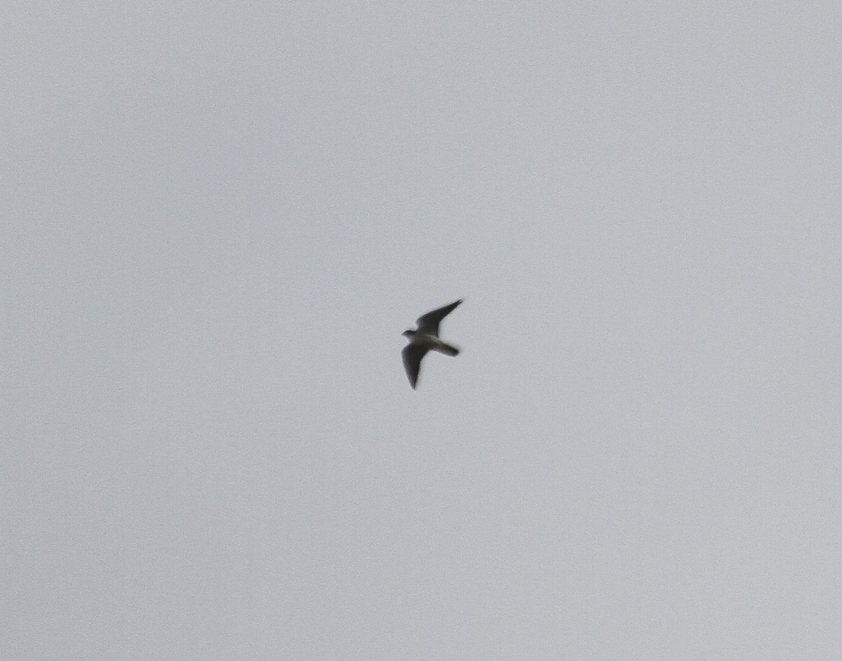 Faucon pèlerin - ML647359884