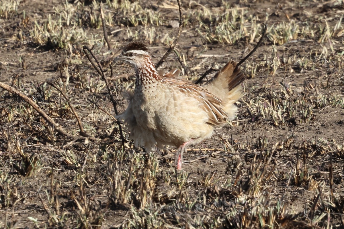 Crested Francolin - ML647359897