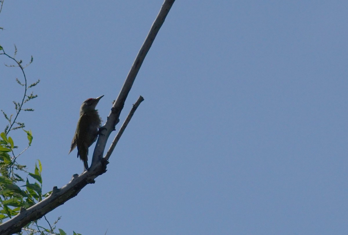 Pic cendré - ML647359914