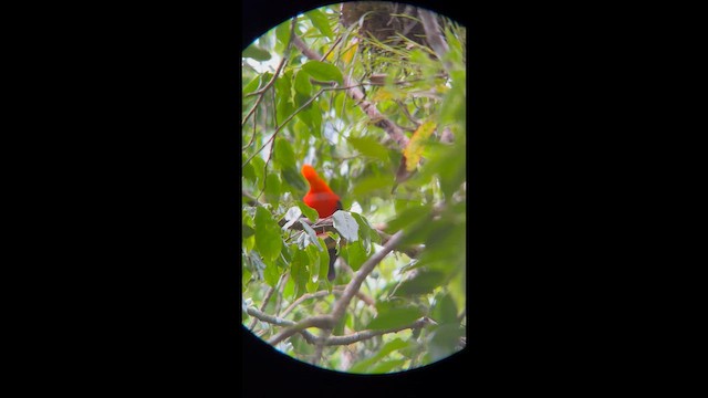 Гребенечуб андський - ML647359917