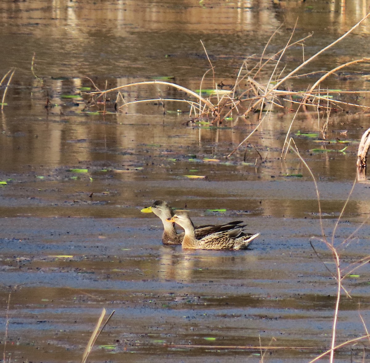 American Black Duck - ML647359942