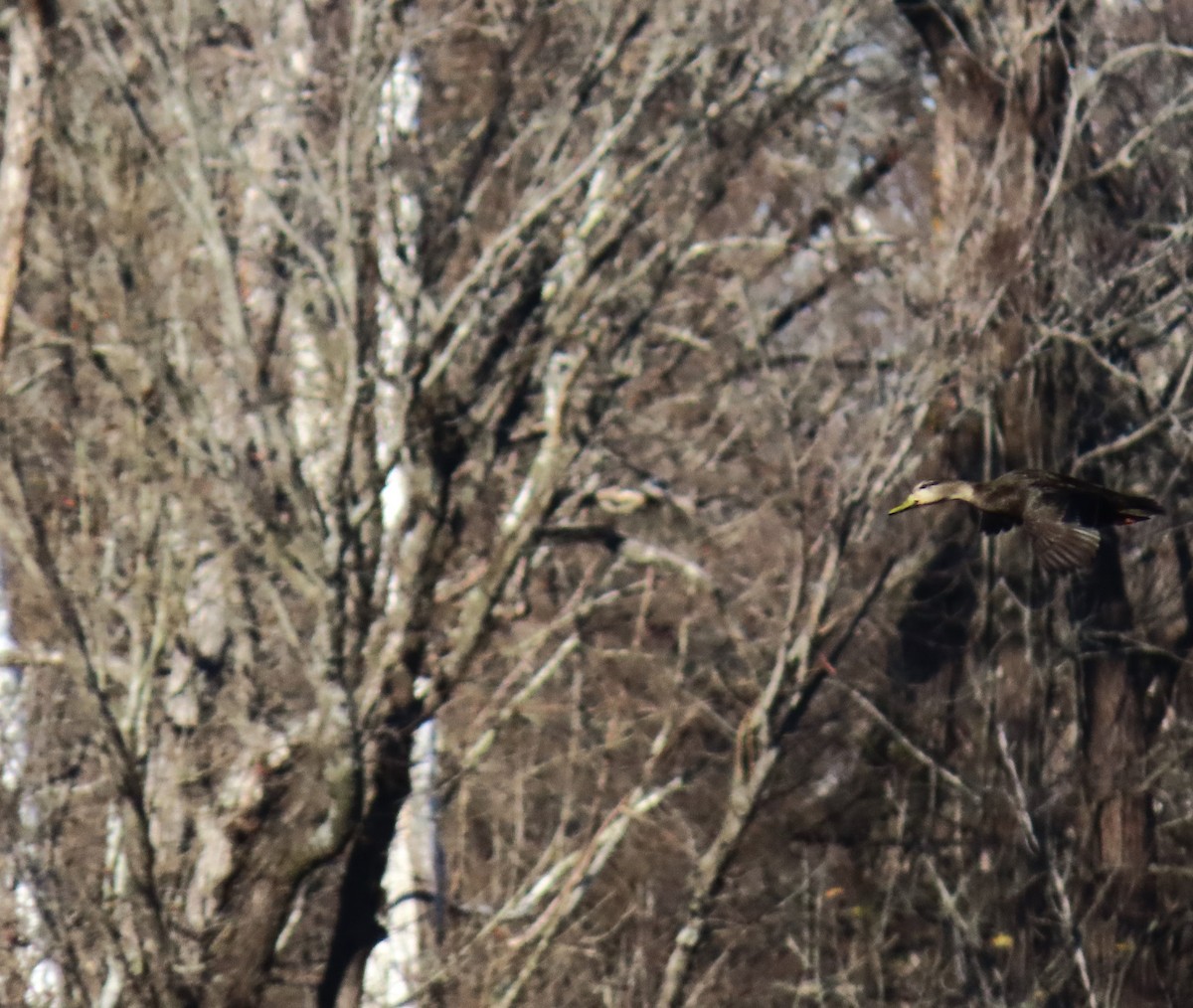 American Black Duck - ML647359943