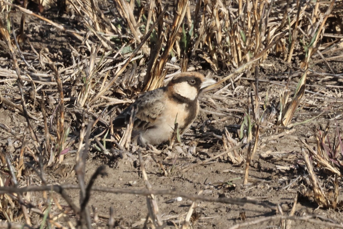 Fischer's Sparrow-Lark - ML647359946