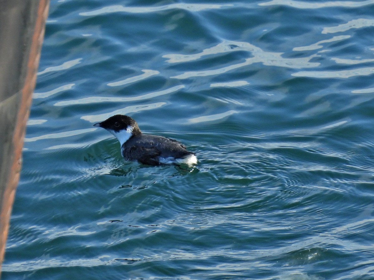 Mérgulo Antiguo - ML647359948