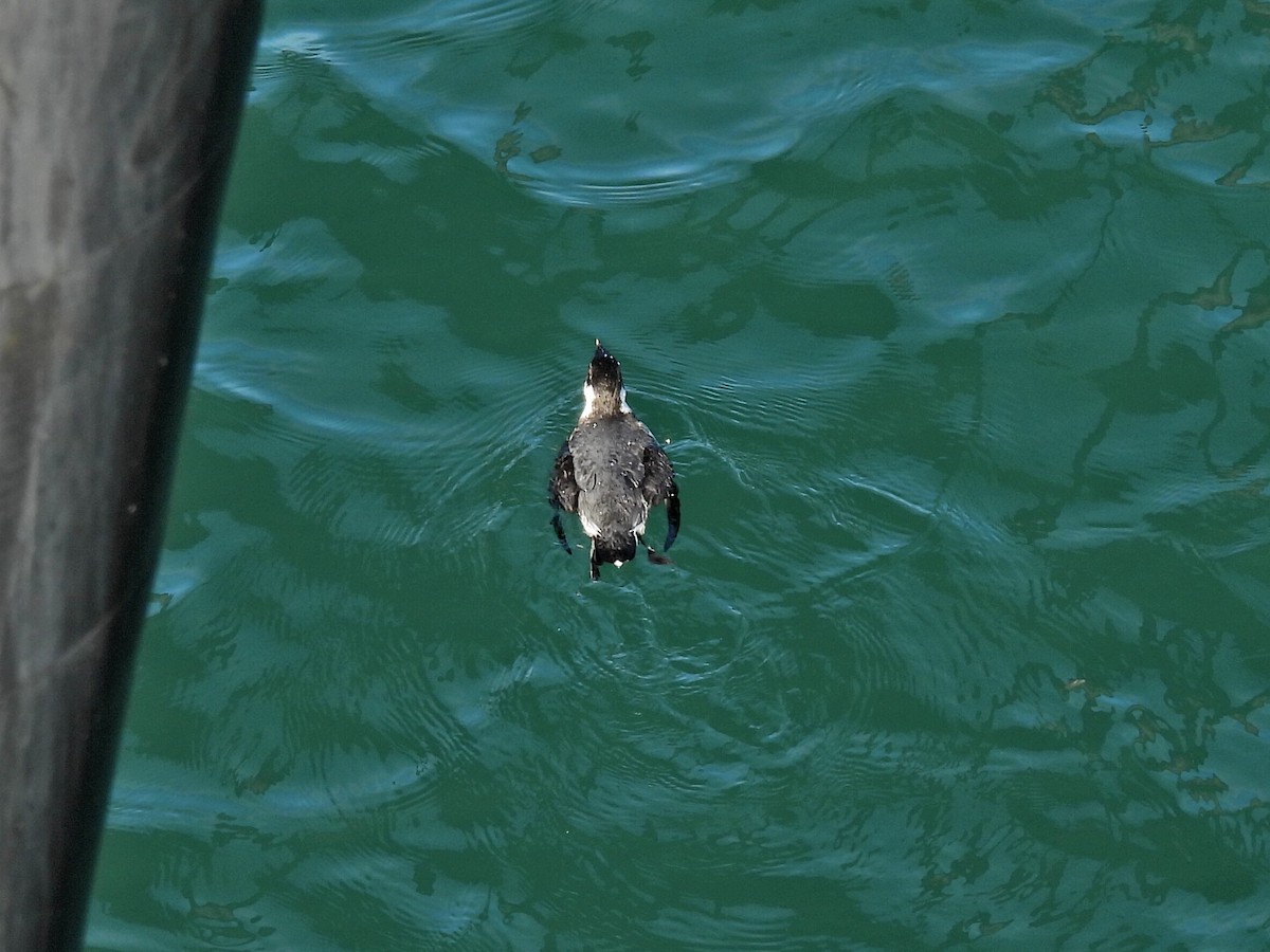 Mérgulo Antiguo - ML647359949