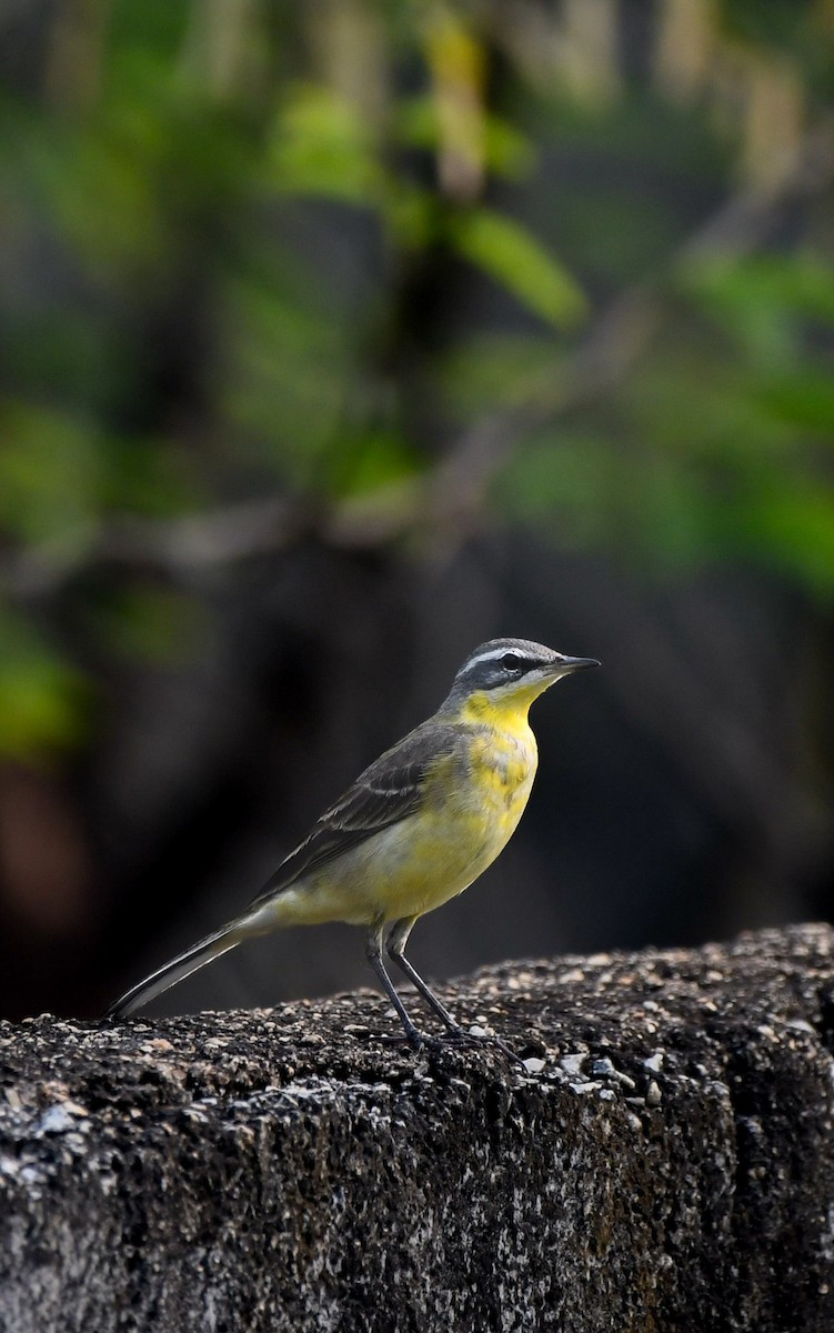 Western Yellow Wagtail - ML647359951