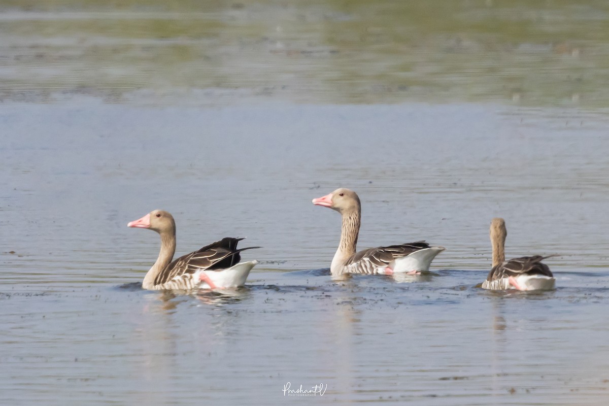 אווז אפור - ML647359959
