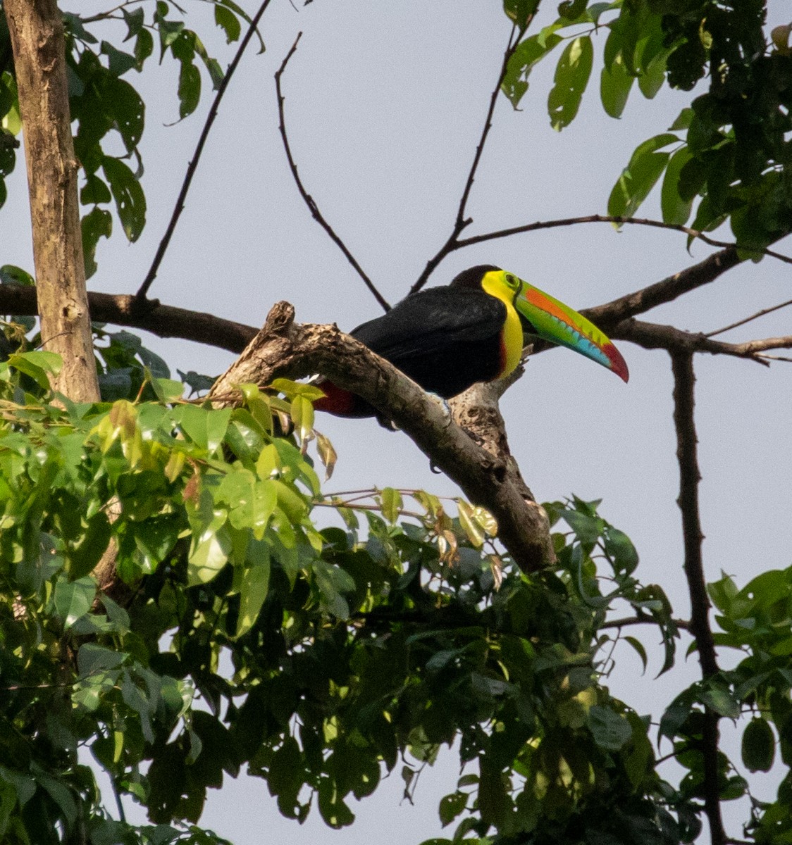 Keel-billed Toucan - ML647359968