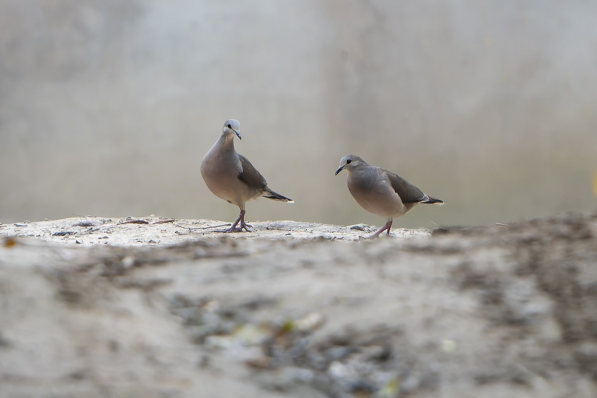 Андская голубка - ML647359969