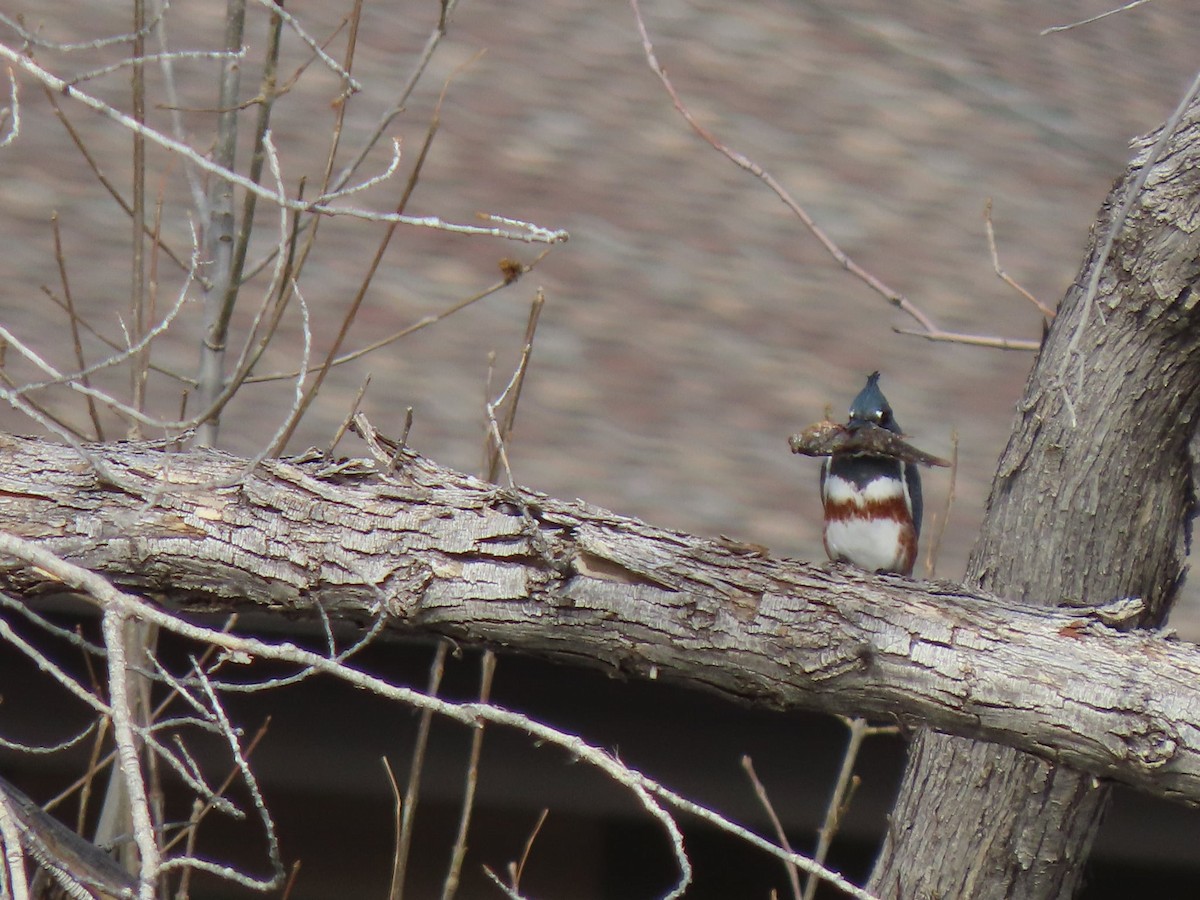 Belted Kingfisher - ML647359972