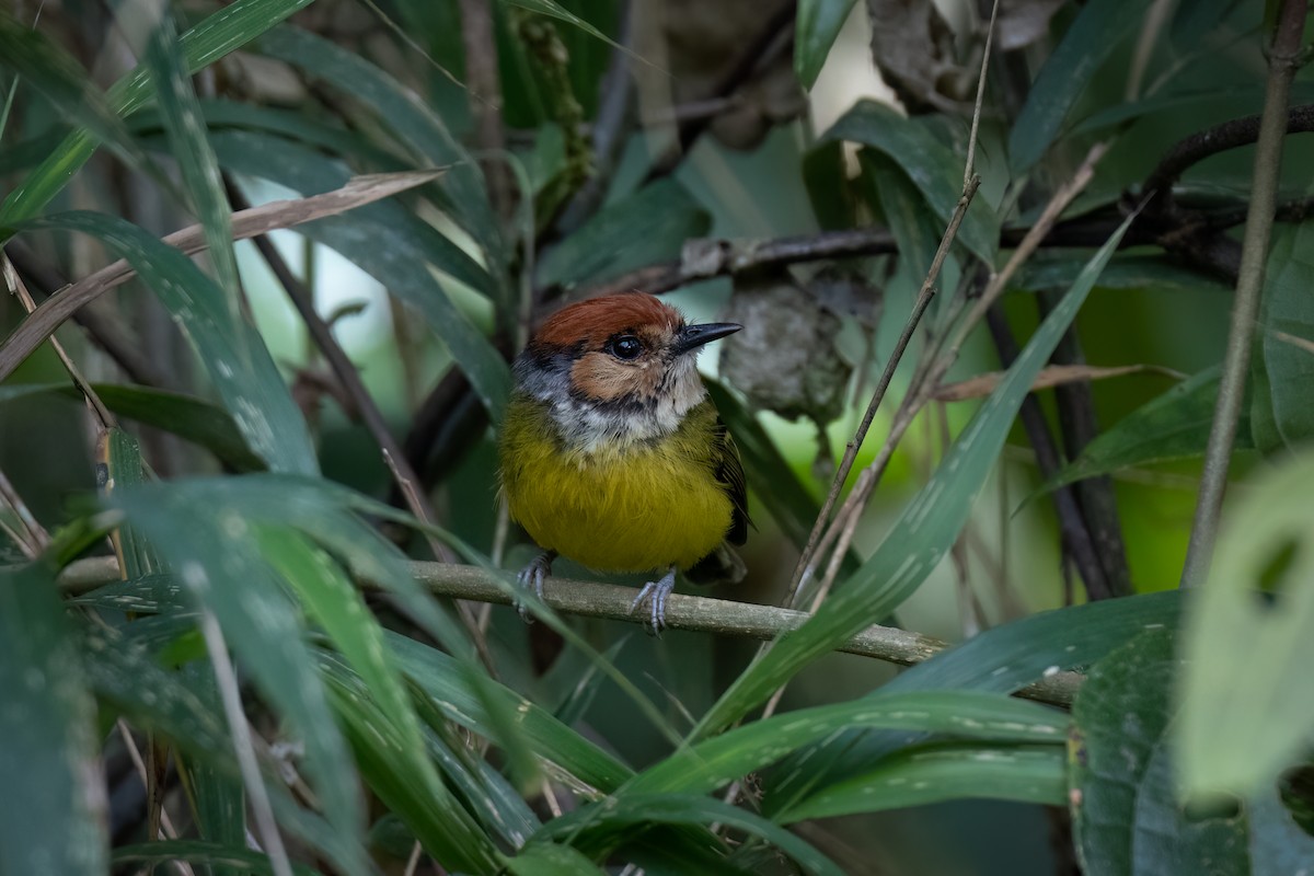 Rufous-crowned Tody-Flycatcher - ML647359994