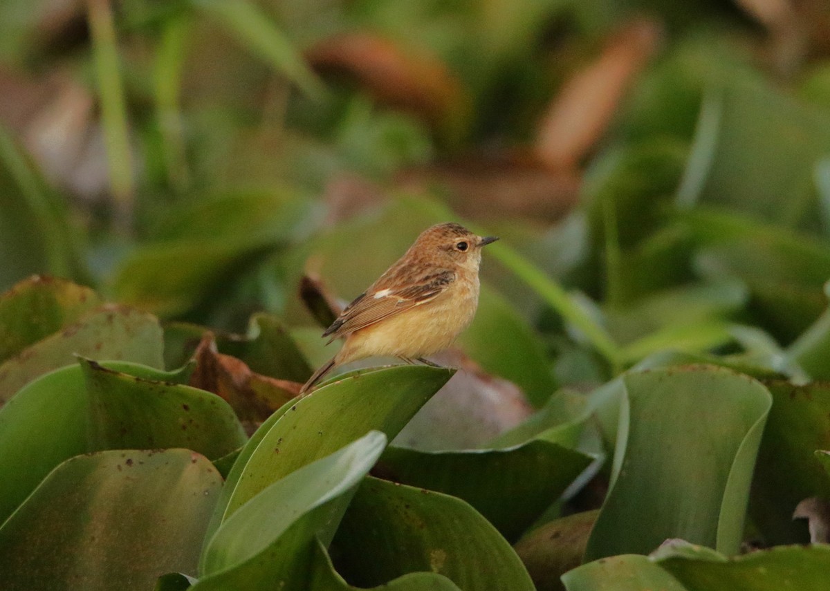 Pallasschwarzkehlchen - ML647360001