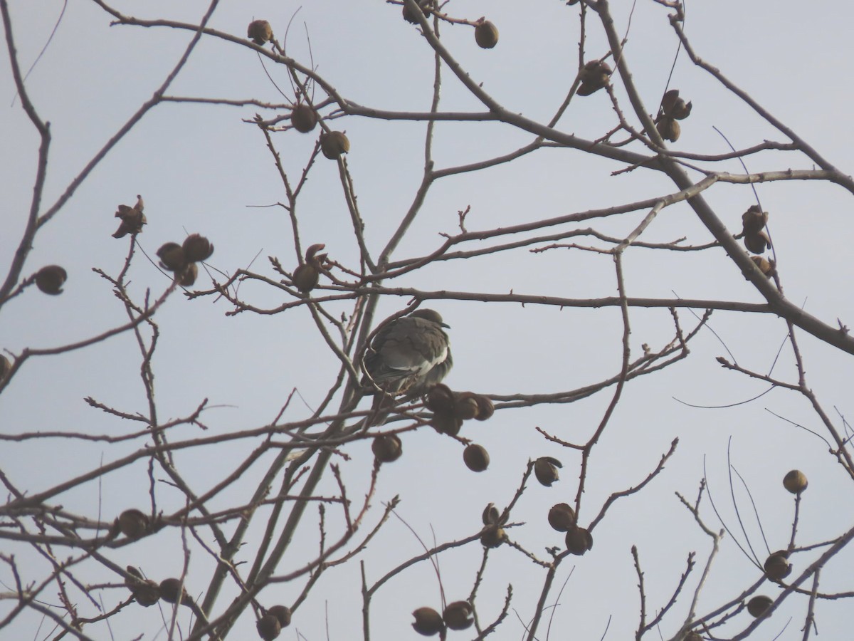 White-winged Dove - ML647360006