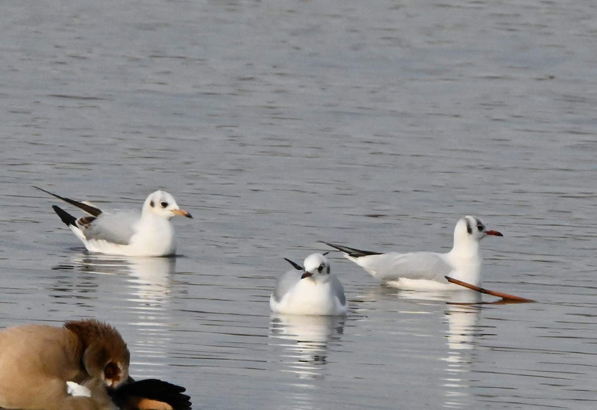 Black-headed Gull - ML647360009