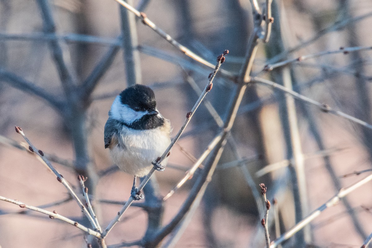 sýkora černohlavá - ML647360013