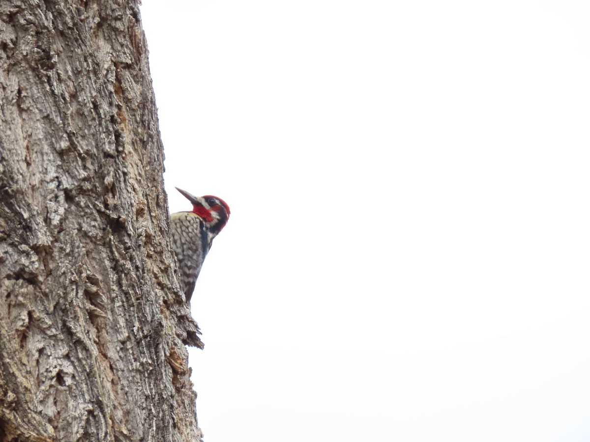 Rotnacken-Saftlecker - ML647360014