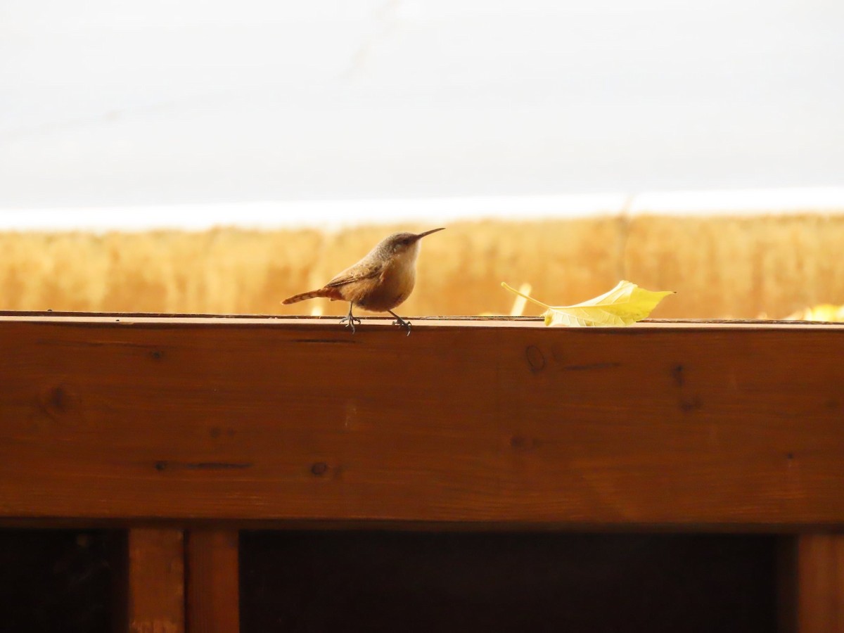 Canyon Wren - ML647360020