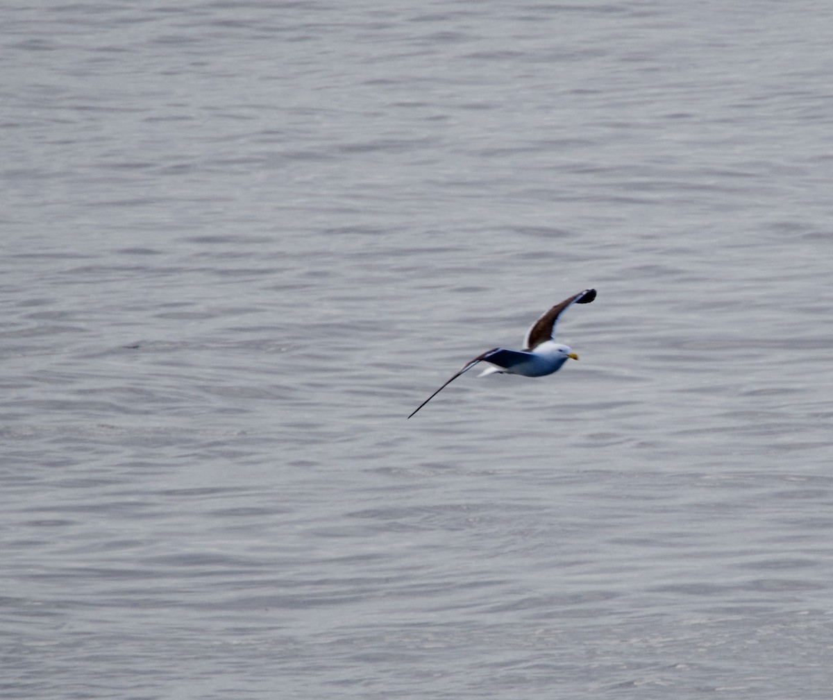 racek jižní - ML647360033