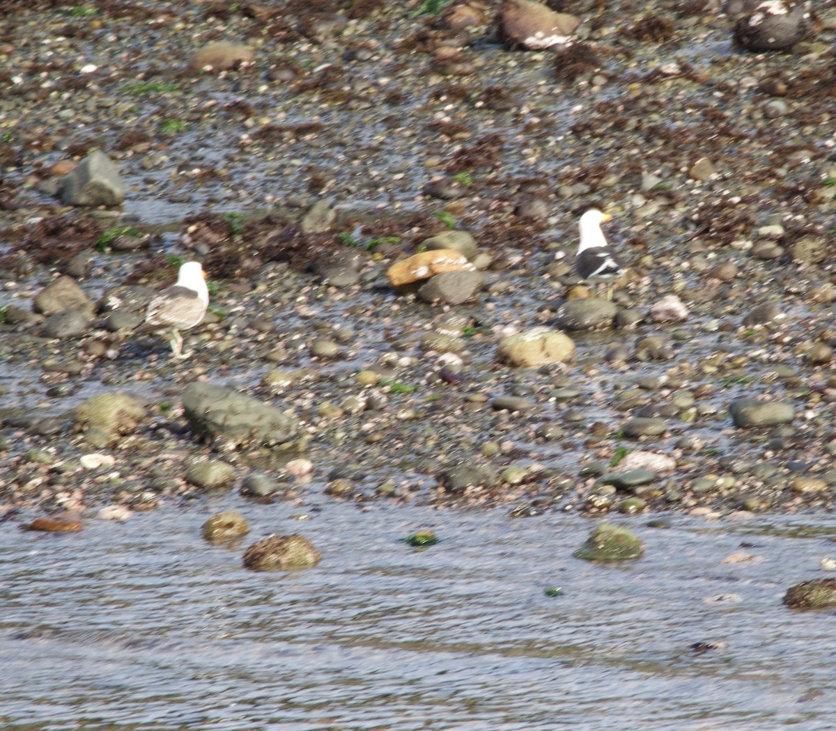 racek jižní - ML647360039