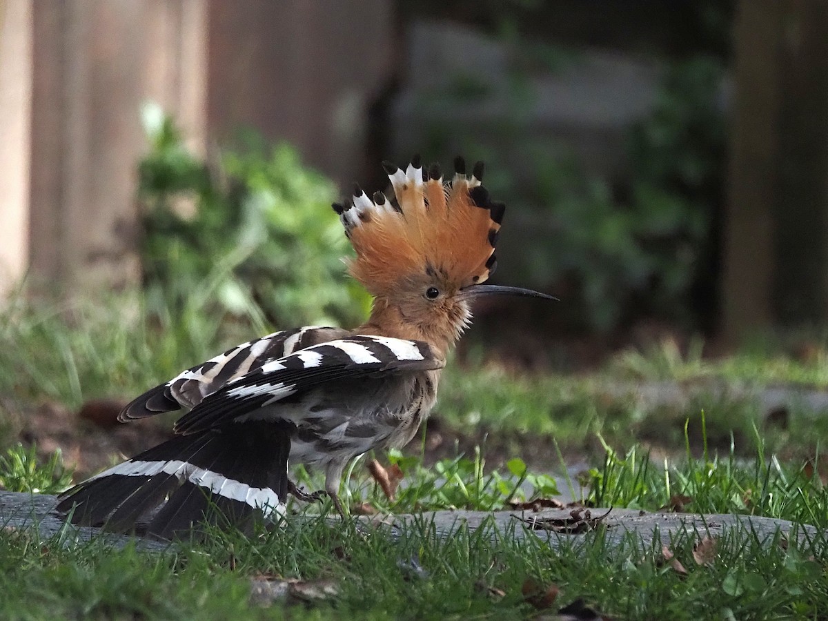 dudek chocholatý - ML647360043