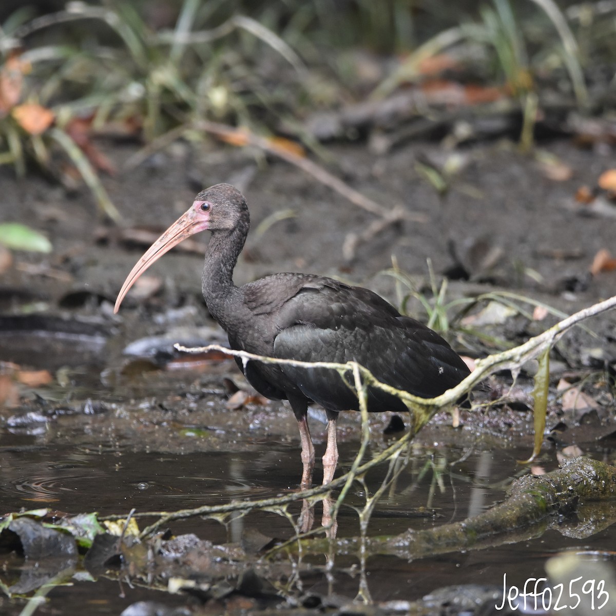 ibis tmavý - ML647360044