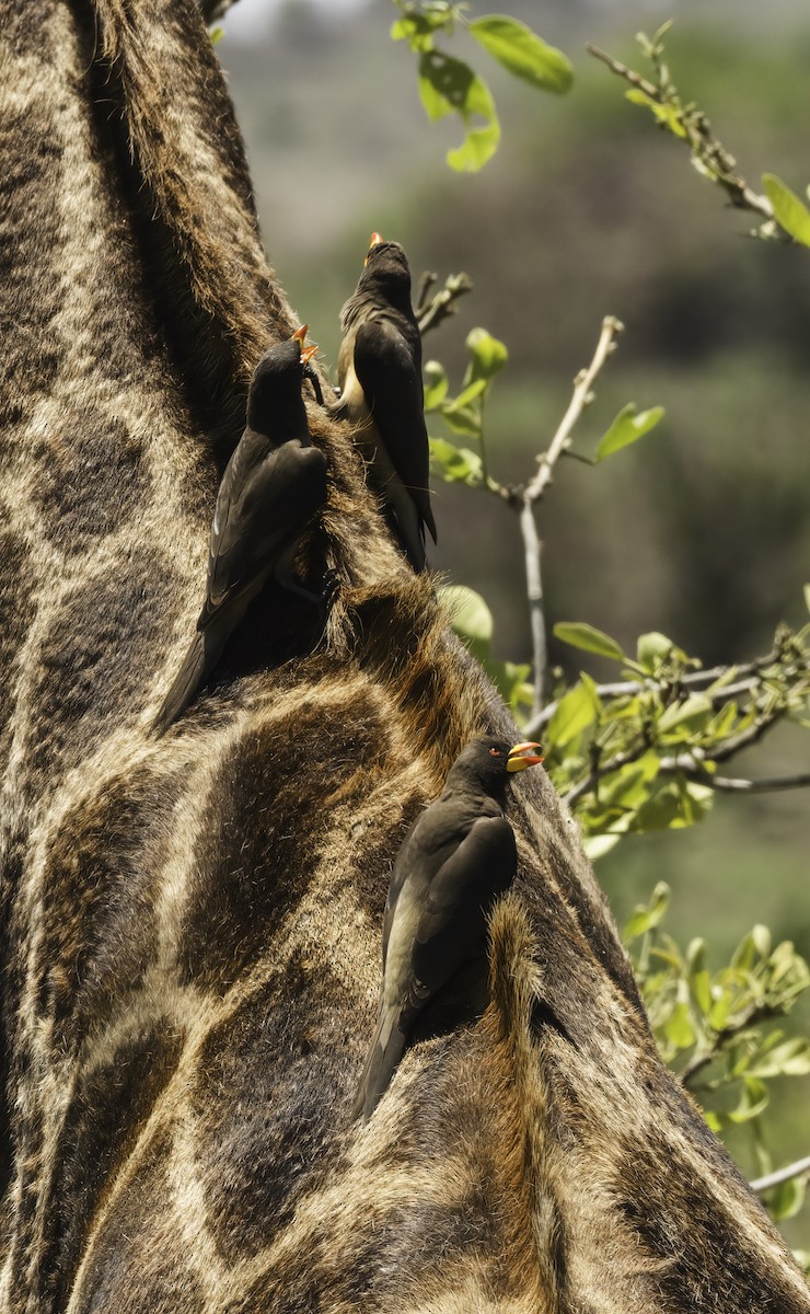 klubák žlutozobý - ML647360045