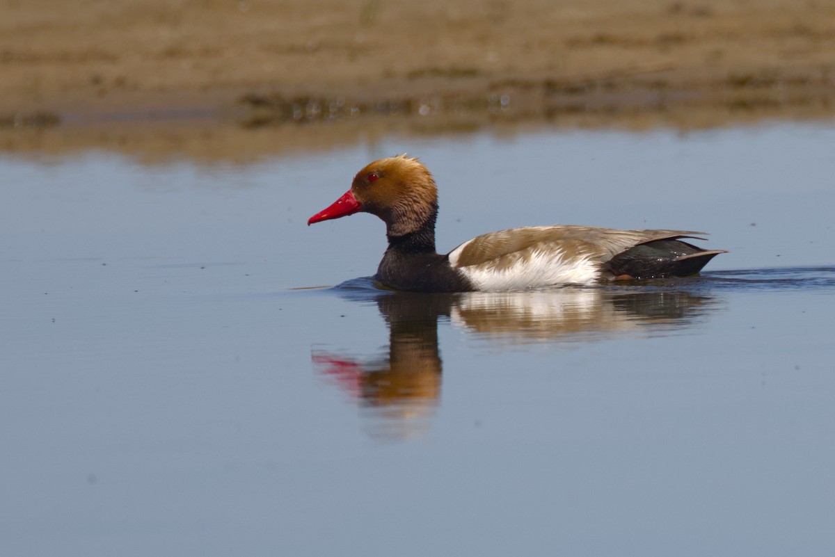 zrzohlávka rudozobá - ML647360046