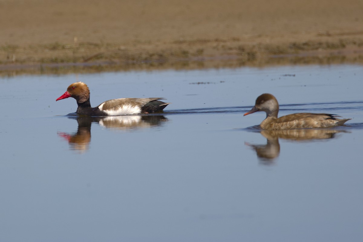 zrzohlávka rudozobá - ML647360047