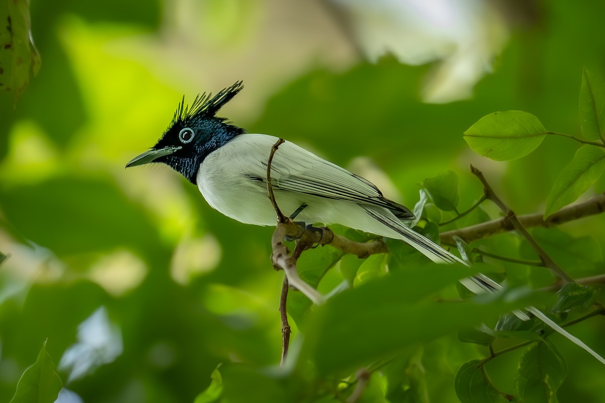 lejskovec rajský - ML647360048