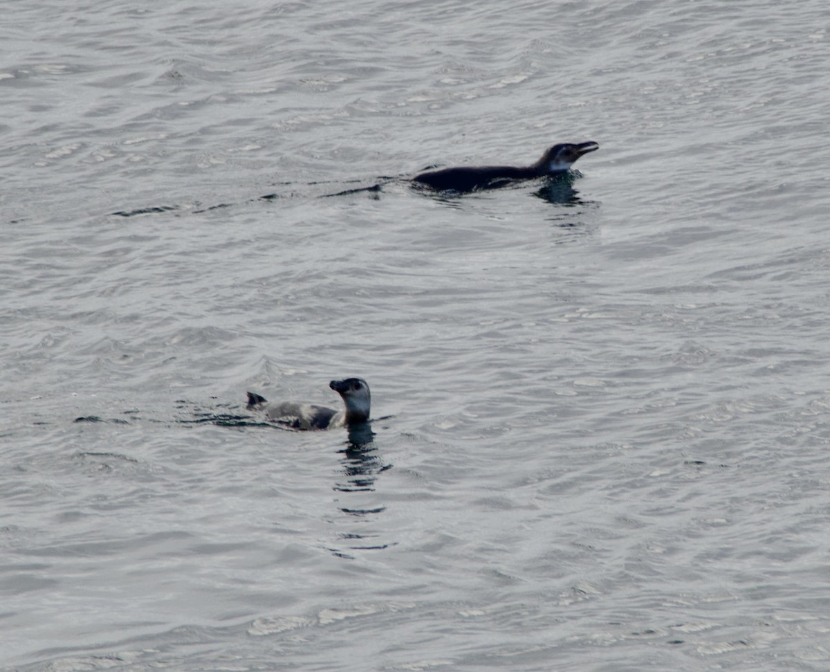 tučňák magellanský - ML647360049