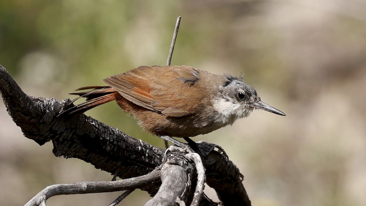 Crag Chilia - ML647360050