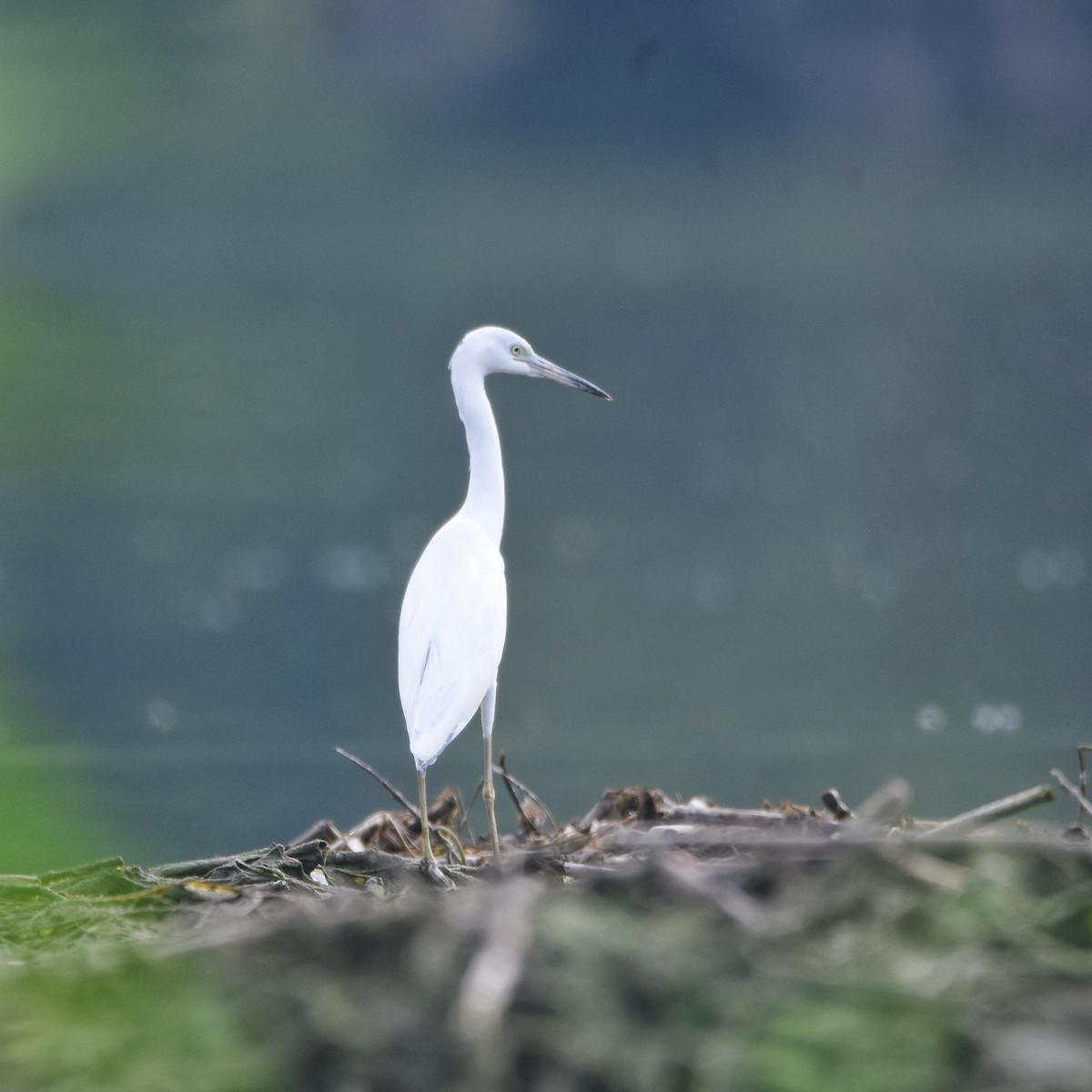 volavka modrošedá - ML647360051