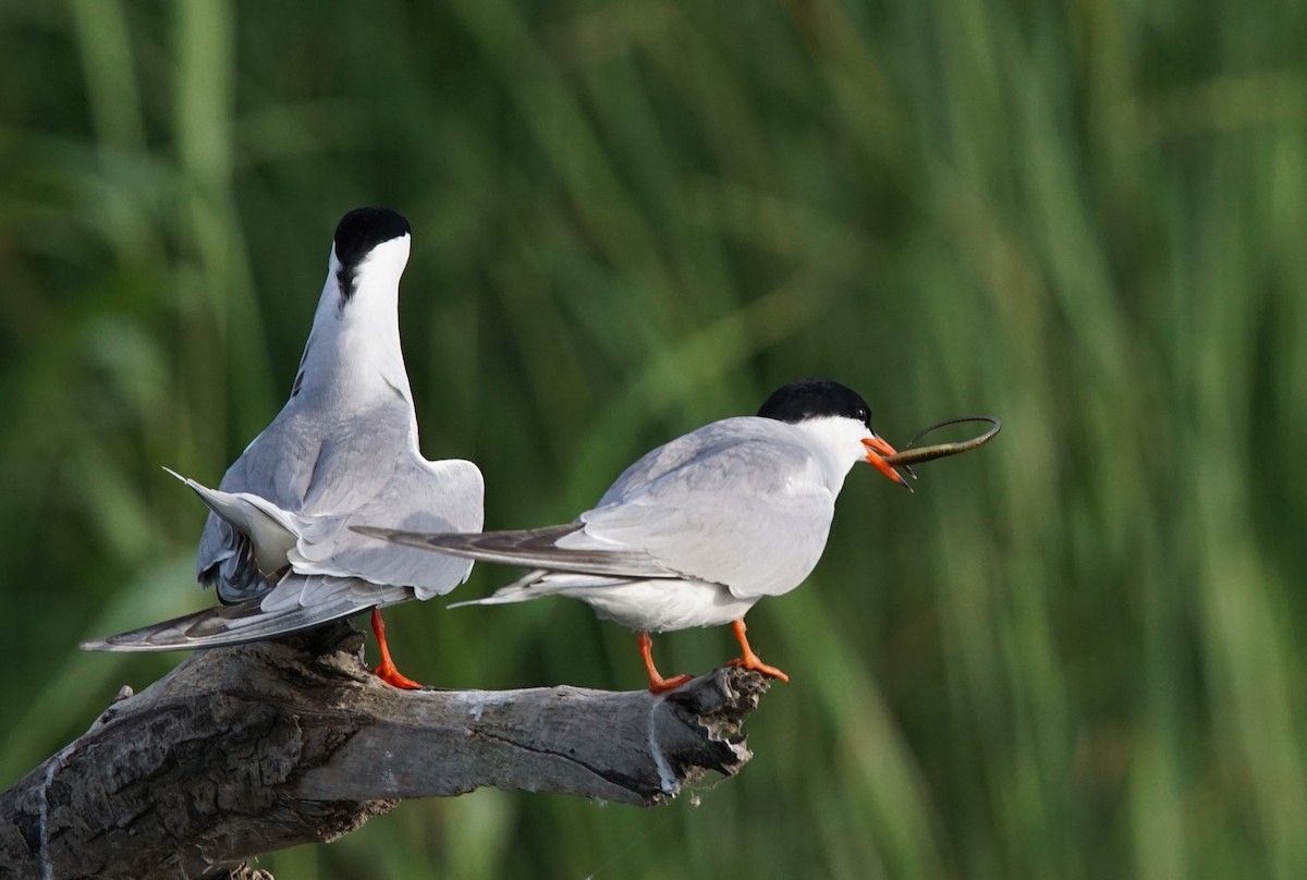 rybák obecný - ML647360052