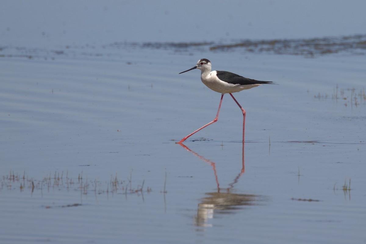 pisila čáponohá - ML647360054