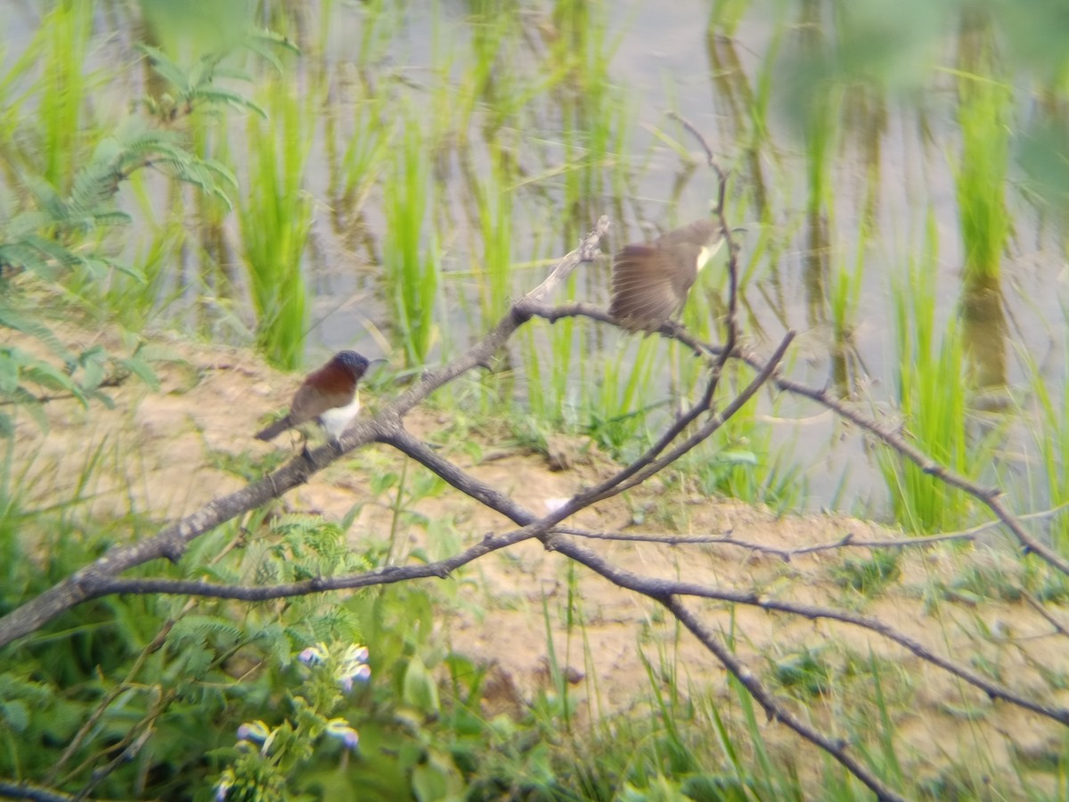 strdimil srílanský - ML647360055