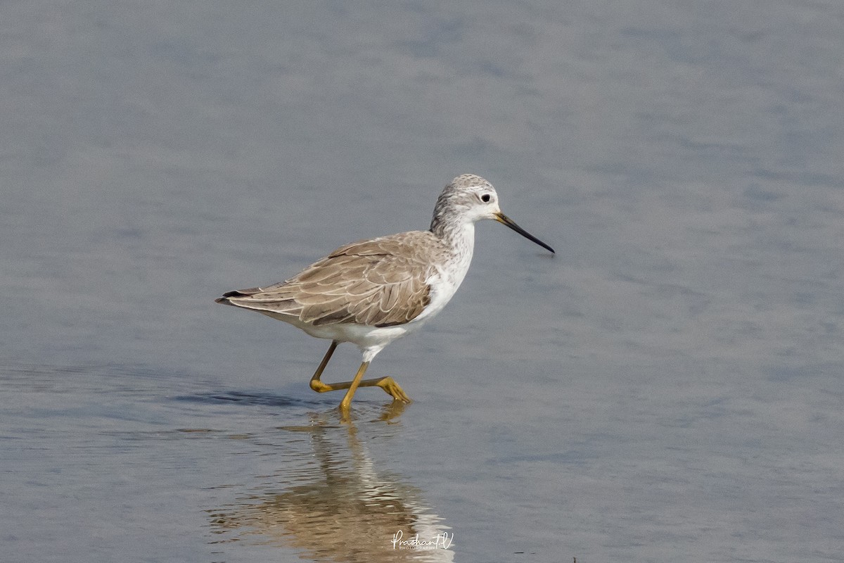 vodouš štíhlý - ML647360056