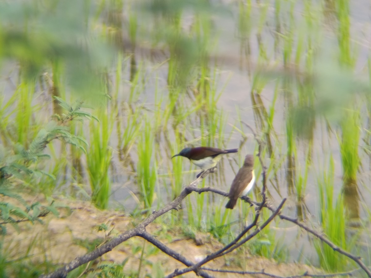 strdimil srílanský - ML647360057