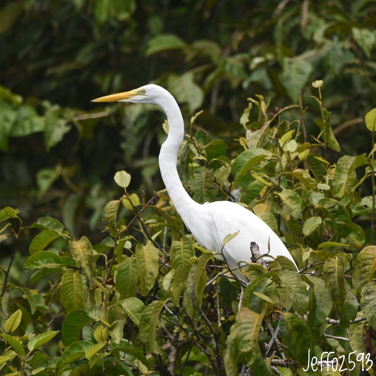 volavka bílá - ML647360058