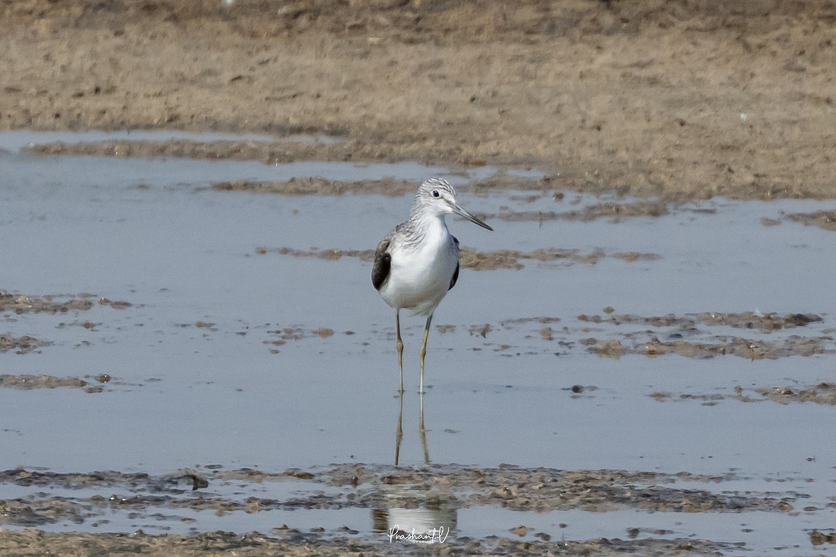 vodouš šedý - ML647360059