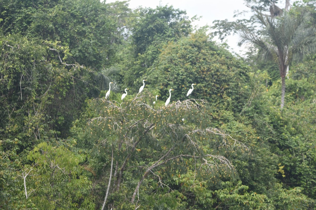 volavka bílá - ML647360060