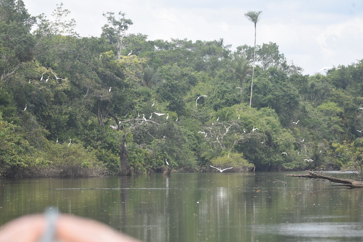 volavka bílá - ML647360061