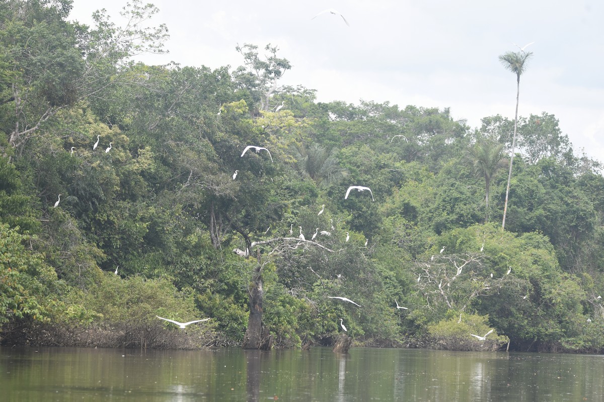 volavka bílá - ML647360062